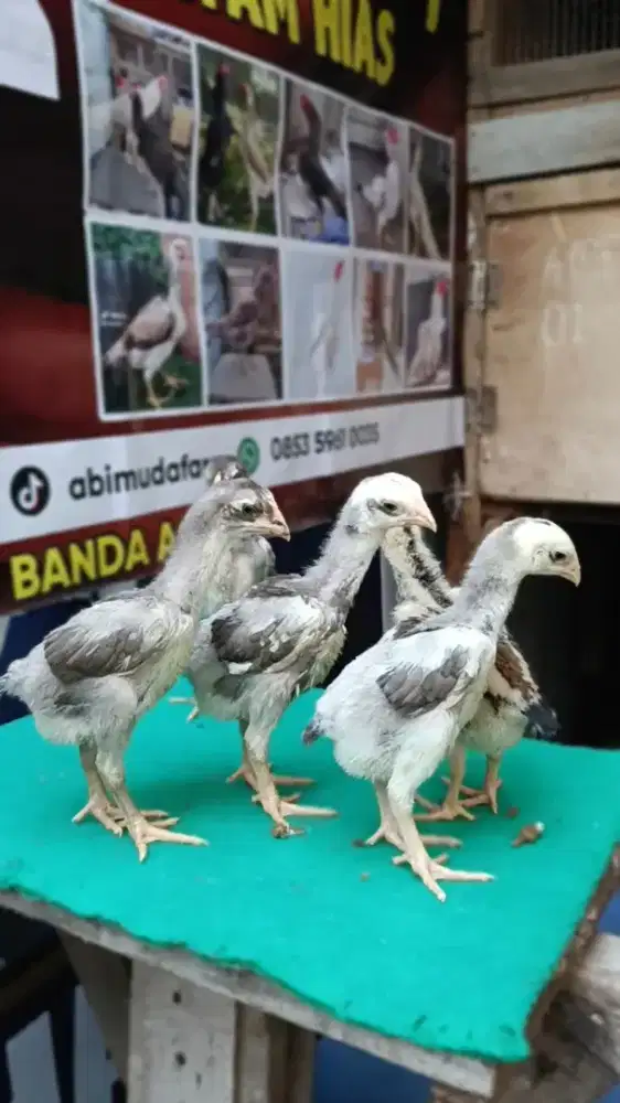 Oshamo eropa super mewah umur 2minggu pacek dan induk terlampir,