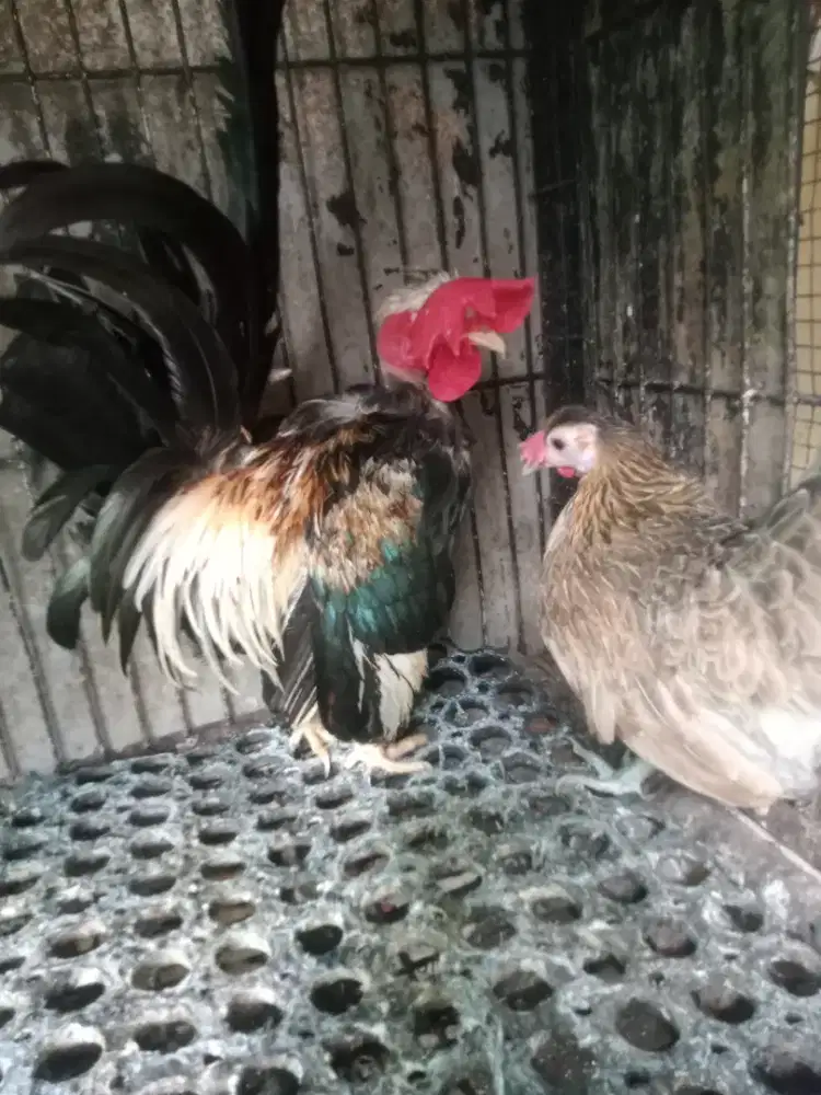 Ayam Kate dua pasang