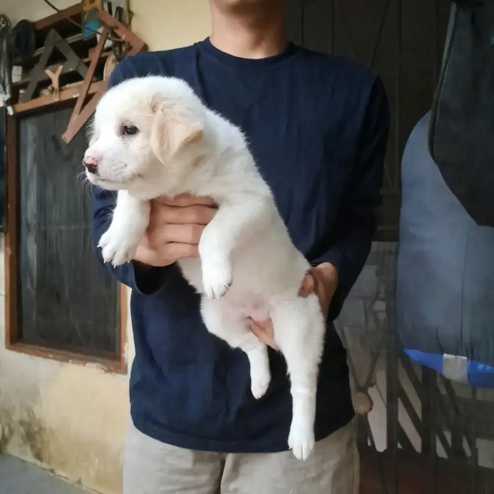 anak anjing blasteran Ras Besar