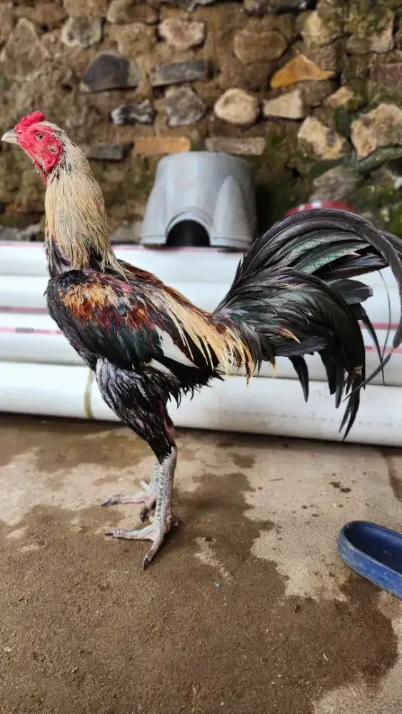 Ayam bangkok pamangon line bgw smfc kuda lari super mewah