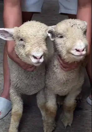 sepasang bibit anakan cempe domba merino 4 bln 1 jantan 1 betina puas