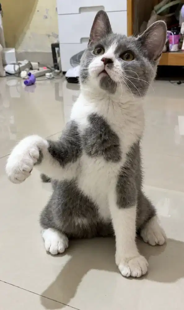 British shorthair bsh jantan 4 bulan