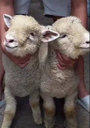 sepasang anakan bibit domba merino 4 bulan superan 1 jantan 1 betina