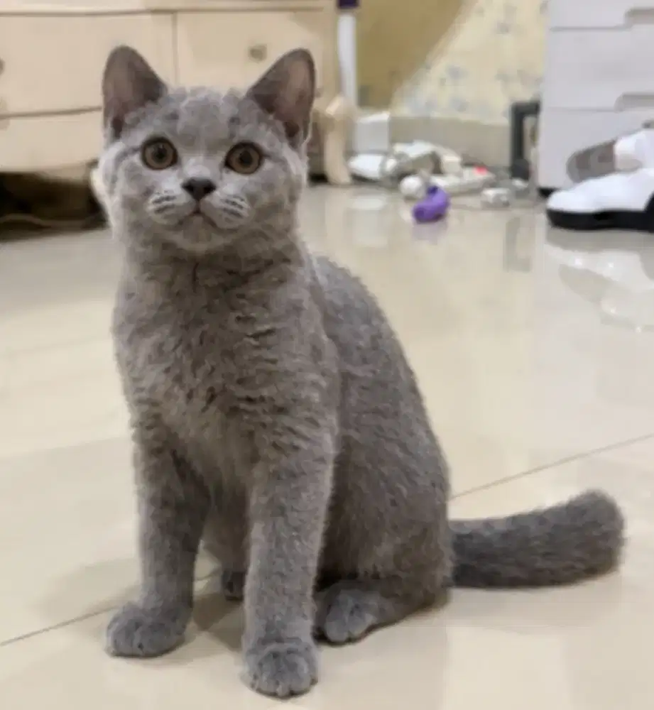 British shorthair bsh kitten murah aja