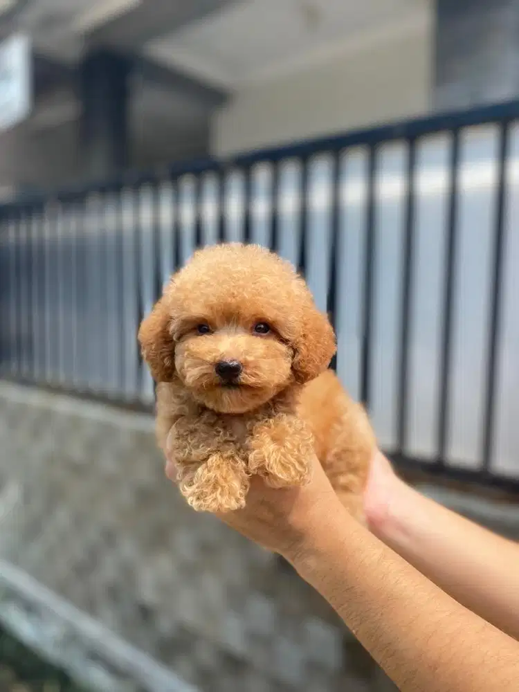 Toy poodle betina tedy bear