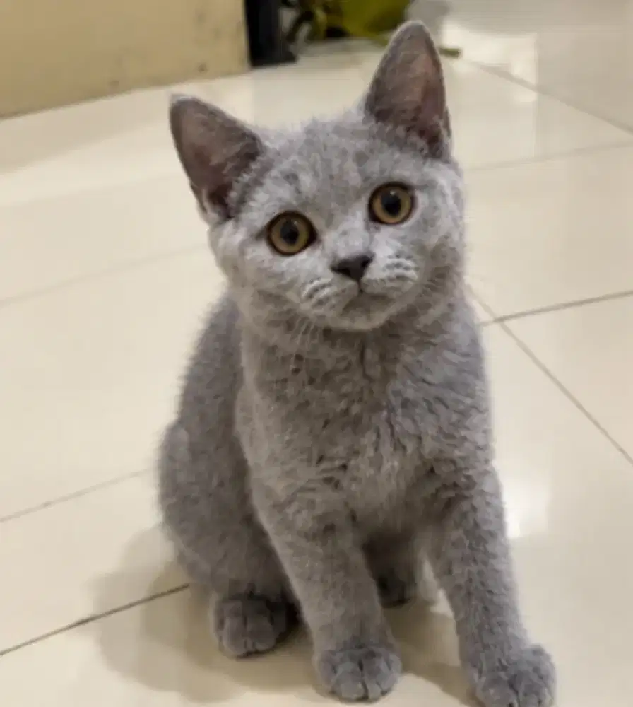 British shorthair betina murah aja