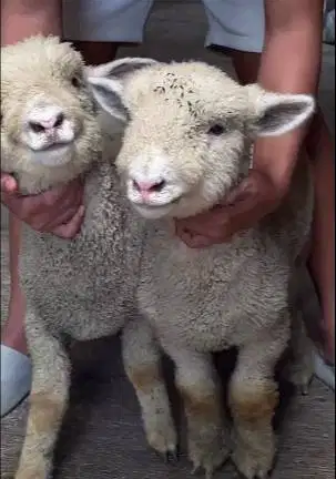 sepasang anakan cempe domba merino 4 bulanan super boneka hidup exotik