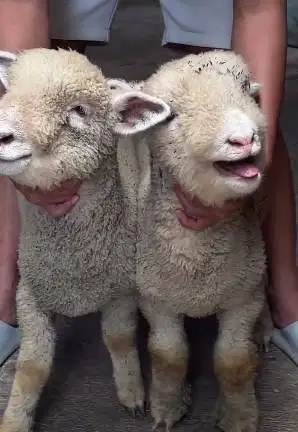 sepasang anakan cempe domba merino 4 bulan superan exotik boneka hidup