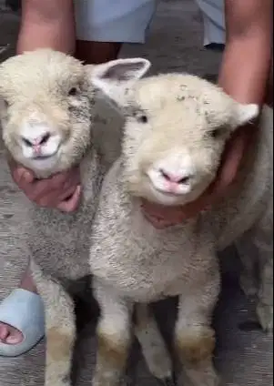sepasang anakan cempe domba merino 4 bulan superan exotik boneka hidup
