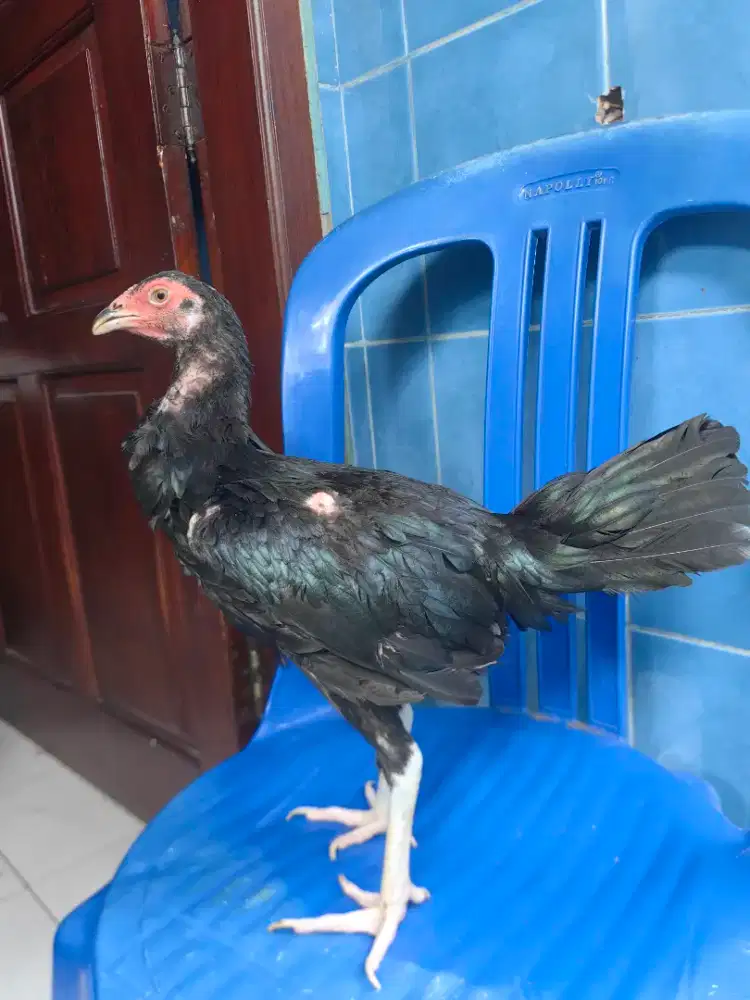Ayam Bangkok Sisik SATRIA SINEKTI BETINA