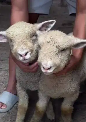 sepasang anakan cempe domba merino exotik 4 bulanan jinak lucu rawatan