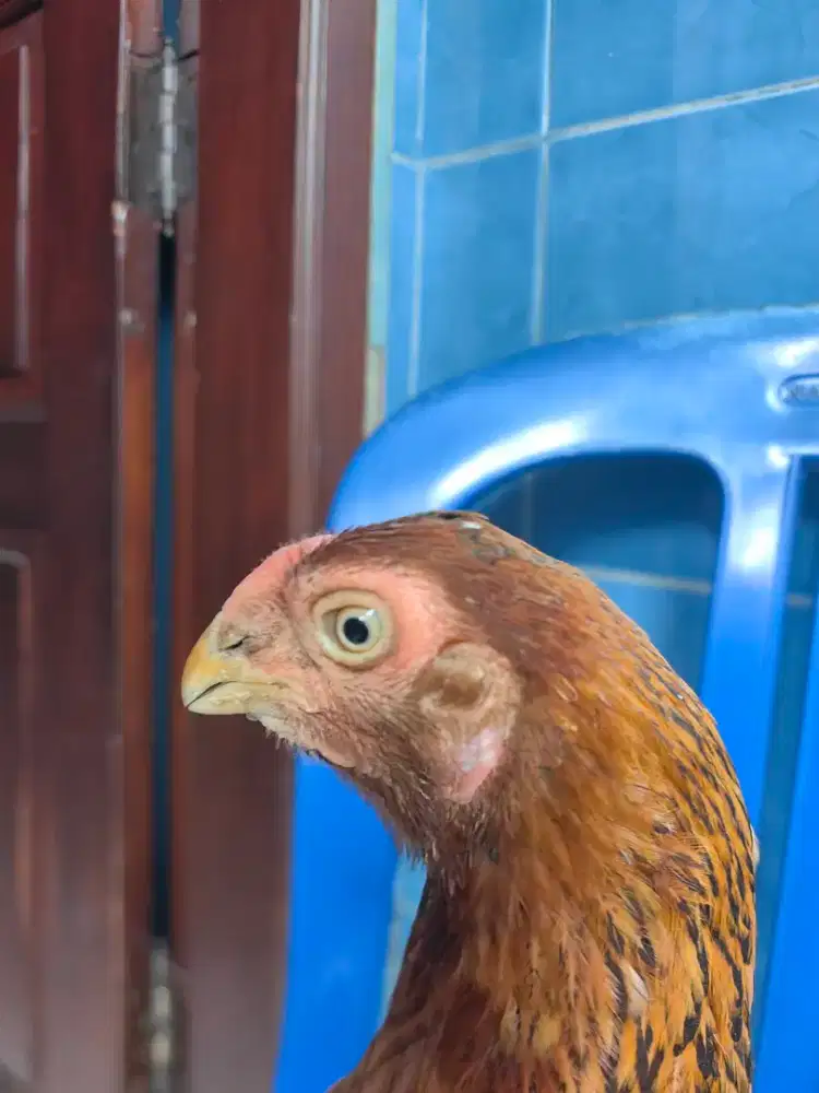 Ayam Babon ASEEL PARROT BLH
