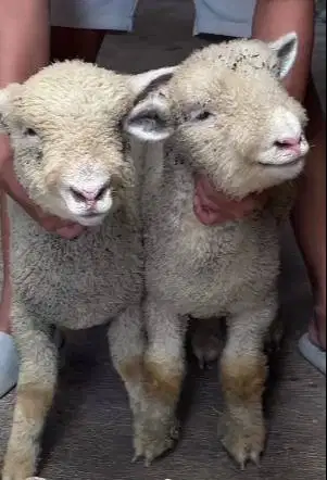 sepasang anakan cempe domba merino 4 bulanan superan exotik jinak lucu