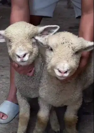 sepasang anakan cempe domba merino 4 bulanan superan exotik jinak lucu