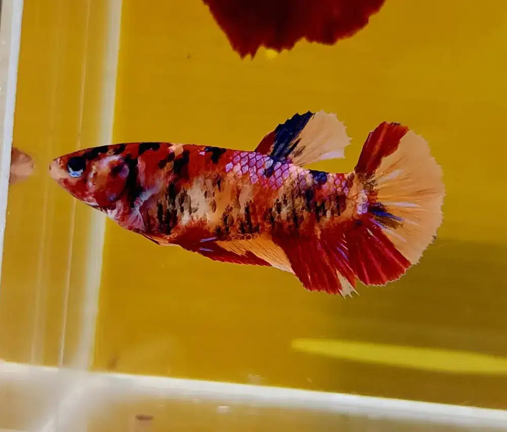 ikan cupang giant betina multicolor