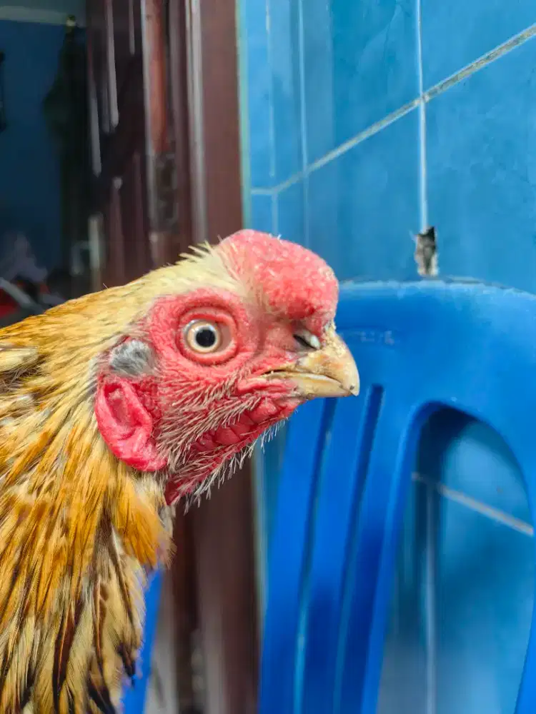 Ayam ASEEL PARROT BEAK LONG TAIL