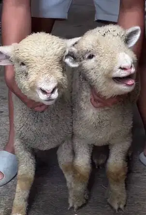 sepasang anakan cempe domba merino superan 4 bln exotik boneka hidup