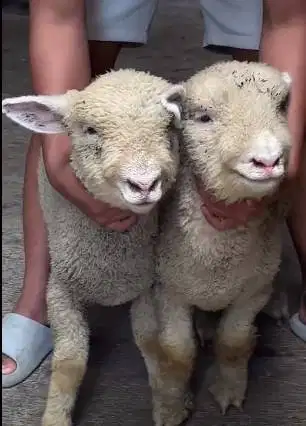 sepasang cempe bibit anakan domba merino 4 bulan superan exotik manteb