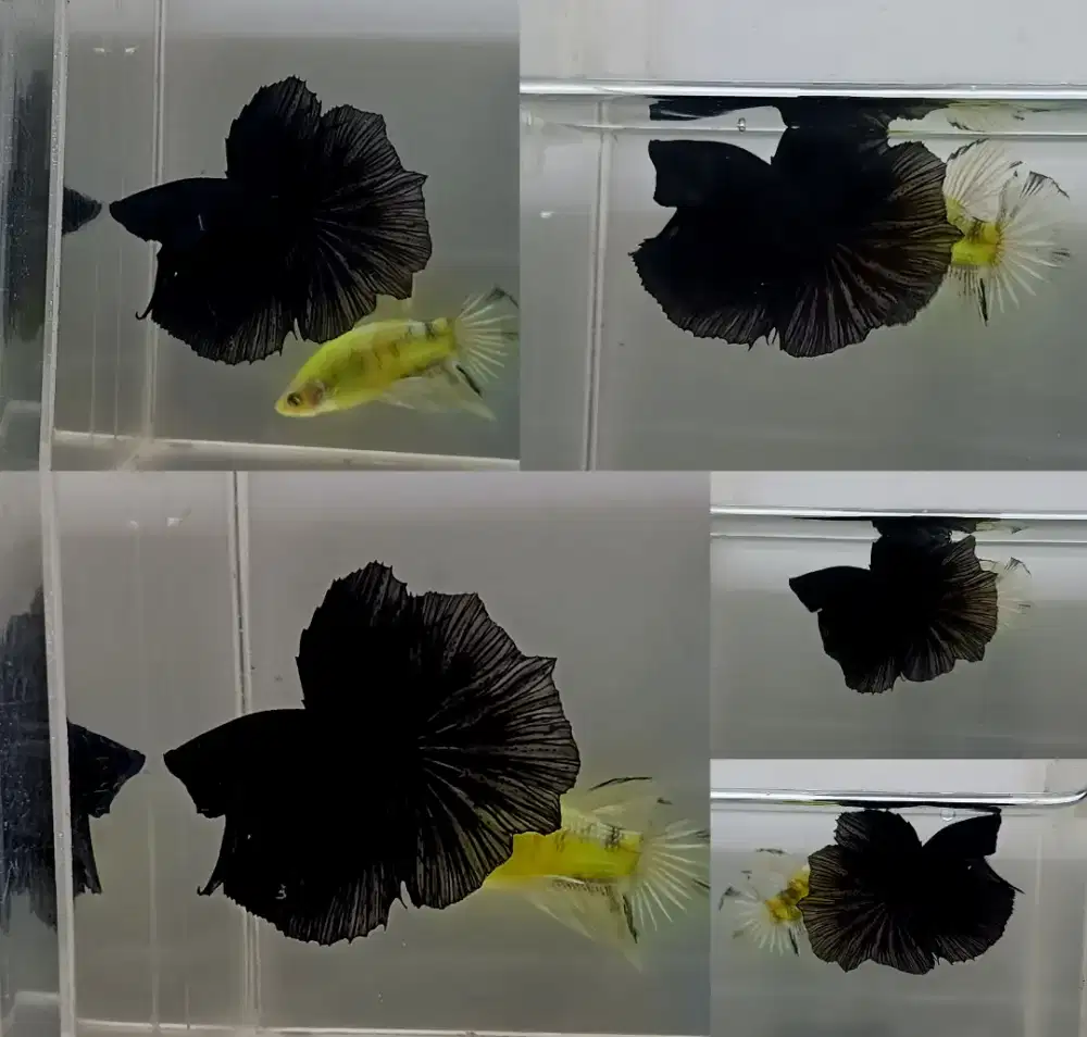 ikan cupang halfmoon hitam