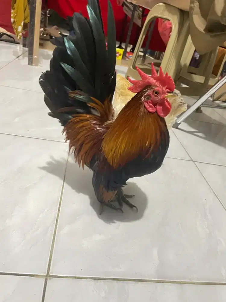 Ayam Kate Serama 10 bulan Gratis kandang, nego halus