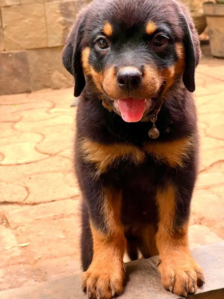 Anak Anjing Rottweiler