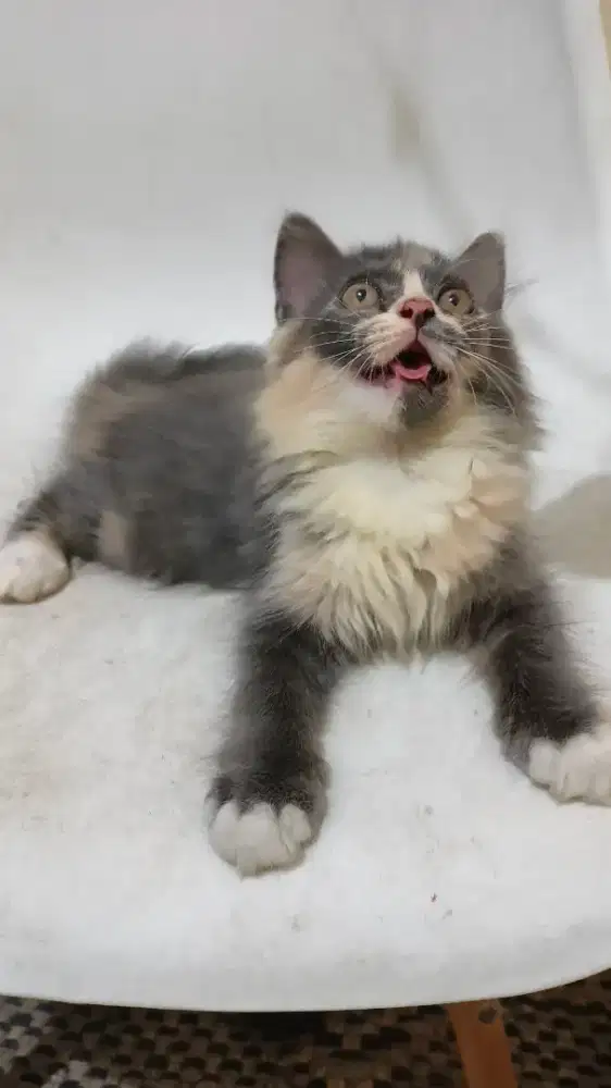 KITTEN BORONGAN. 1 JANTAN 2 BETINA