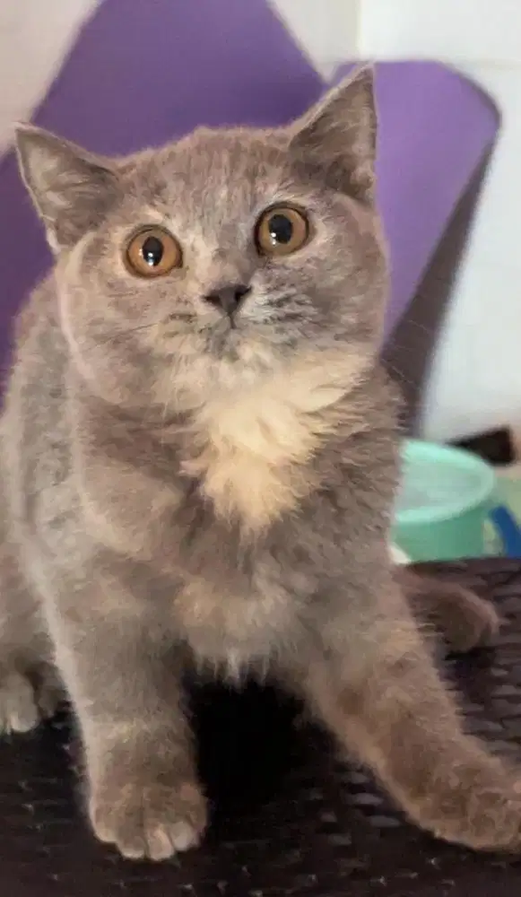 Kucing kitten bsh british shorthair blue tortie