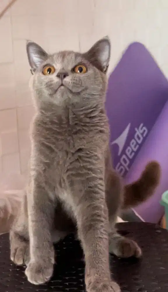 Kucing kitten bsh british shorthair blue solid