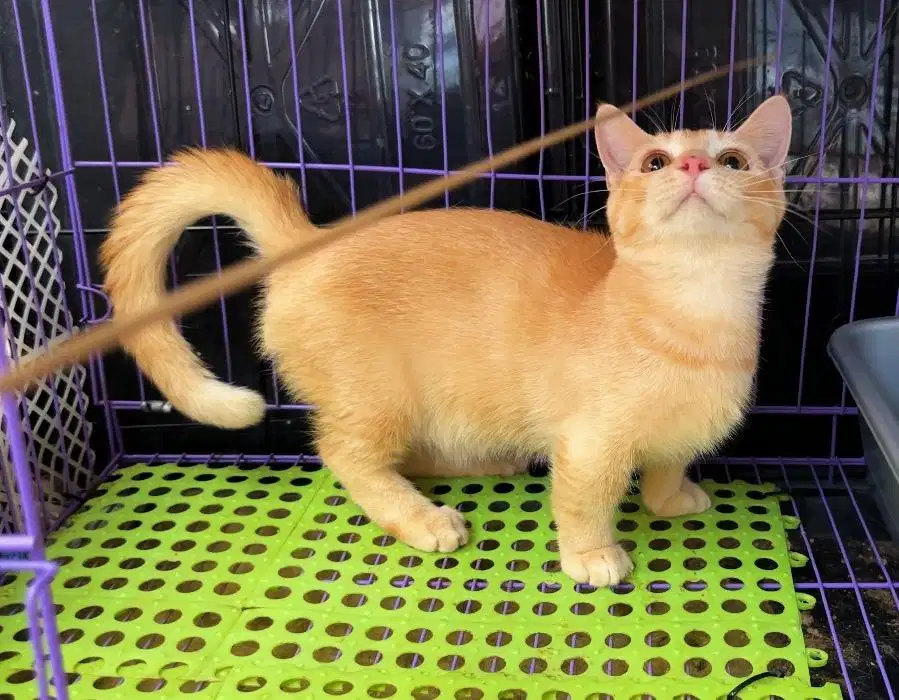 Kucing munchkin red golden jantan