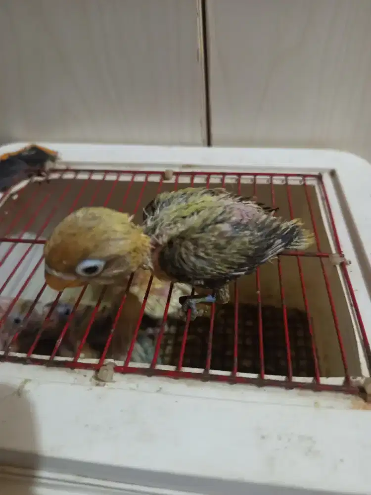 Ready lolohan lovebird & falk