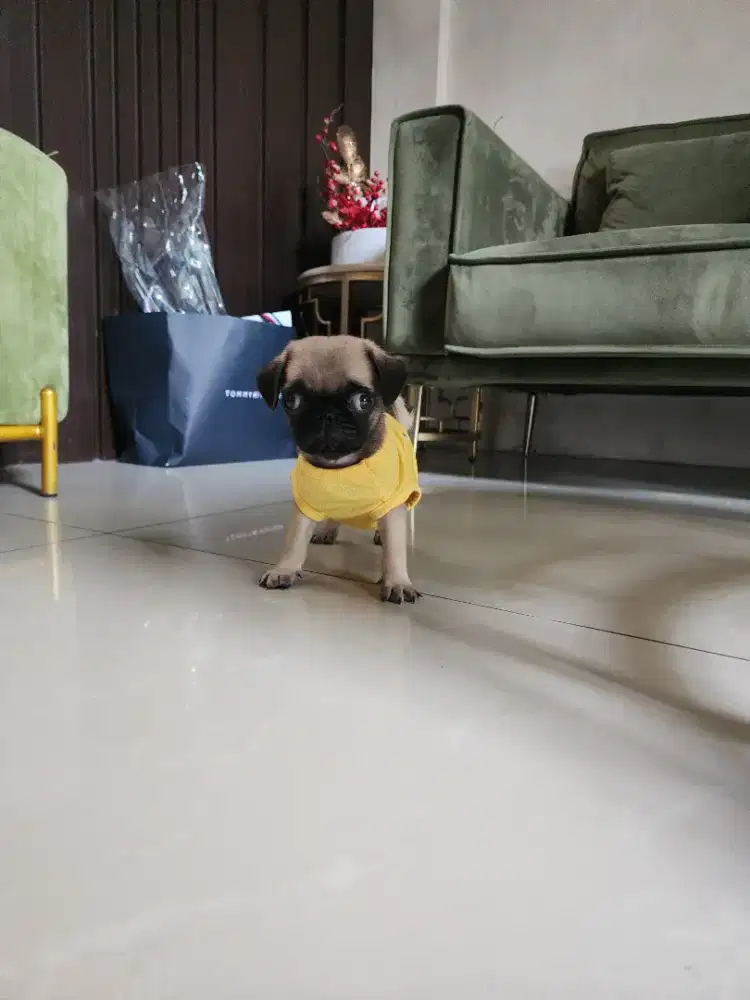 Anakan pug jantan 2 bulanan