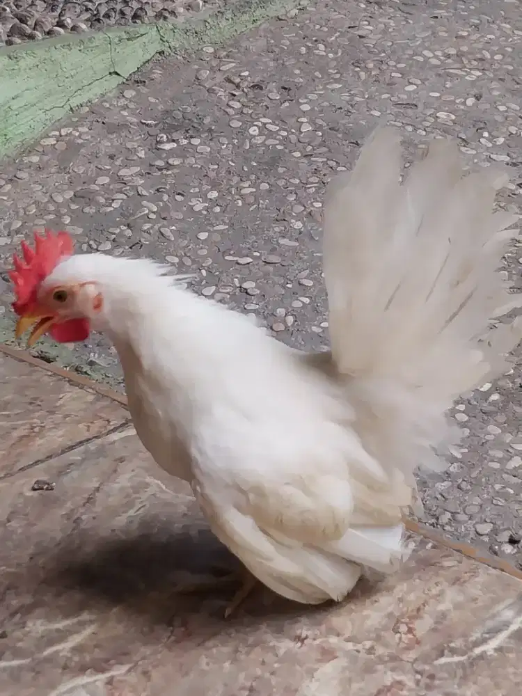 Ayam Kate Putih Polos Jantan Usia Muda