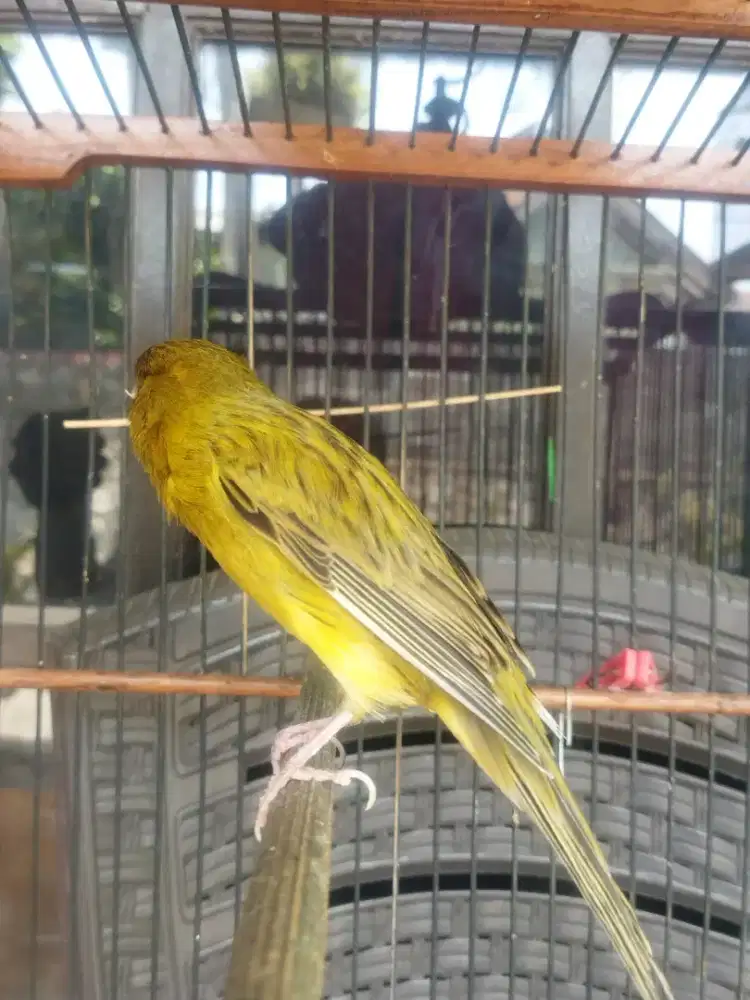 Kenari pejantan F1ys