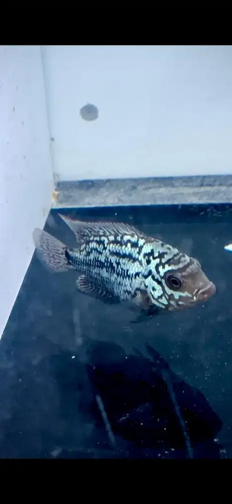 Louhan kamfa f2 thailand female
