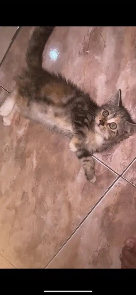 Kitten mixdome betina
