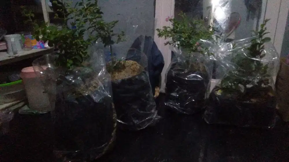 Pohon Tanaman Hias