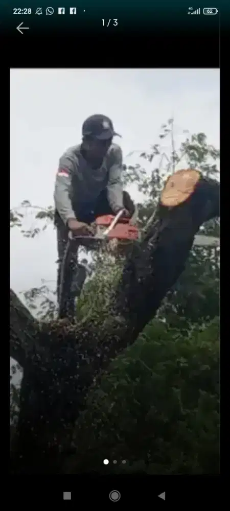 Jasa tebang pohon