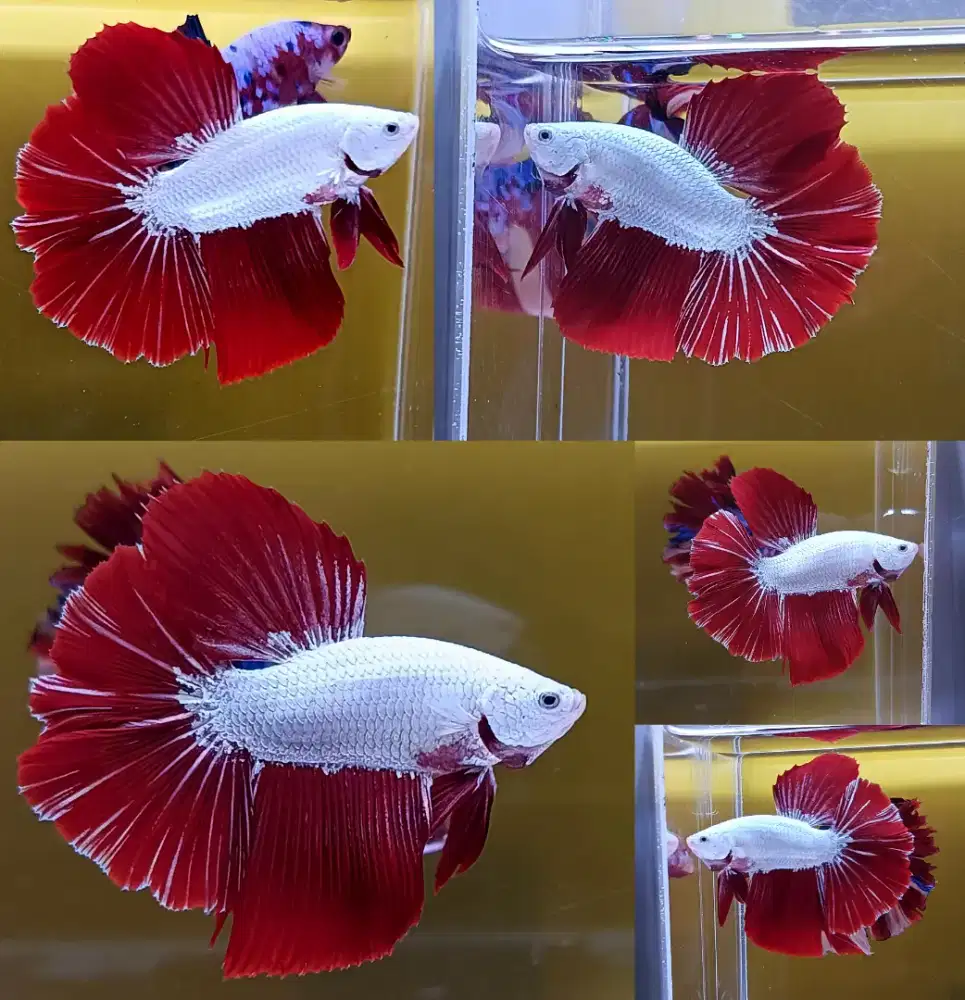 ikan cupang red dragon snow hm