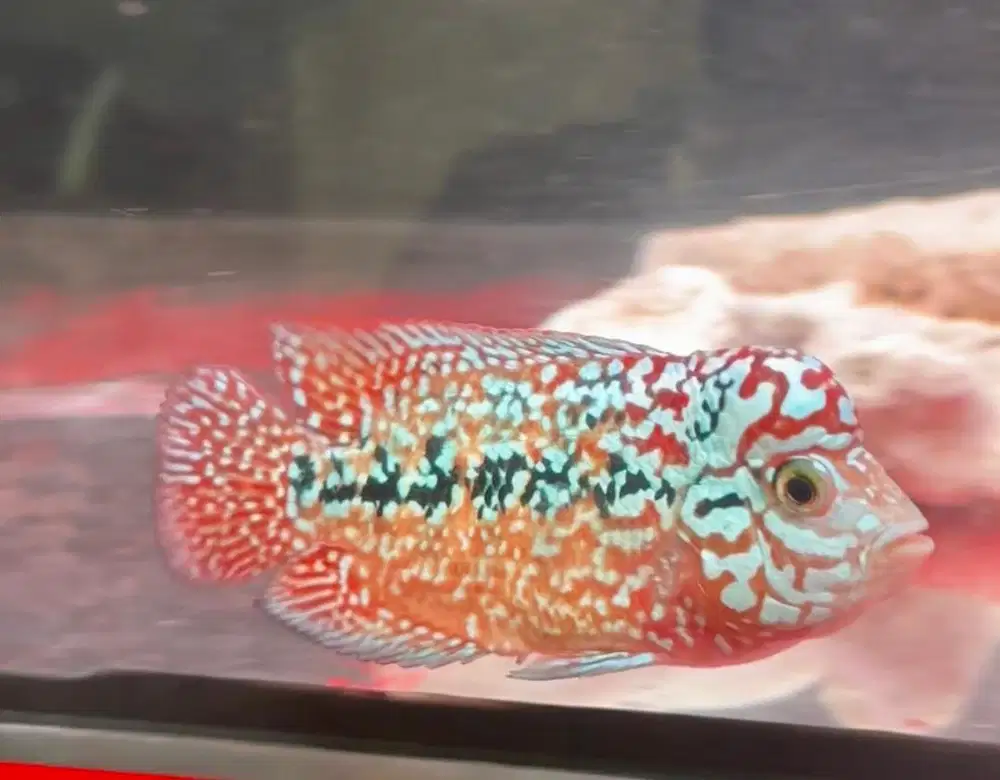 Louhan kamfa f2 two tone