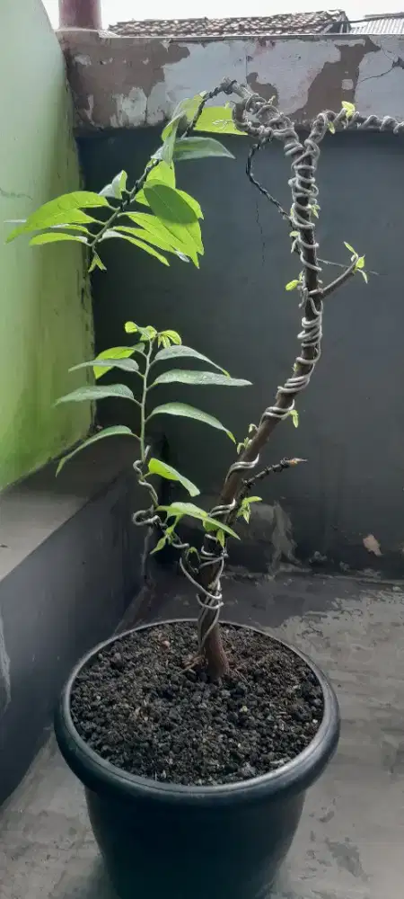 Bonsai  Buah Serikaya