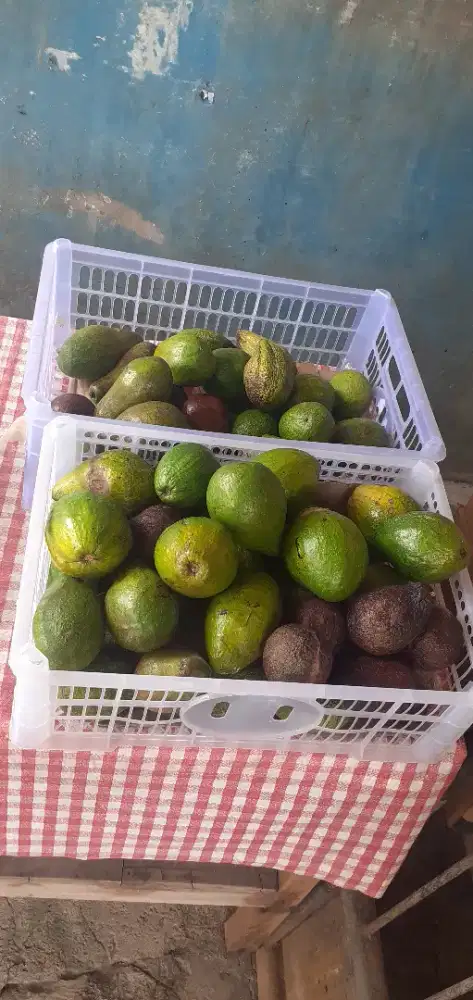Alpukat mentega matang