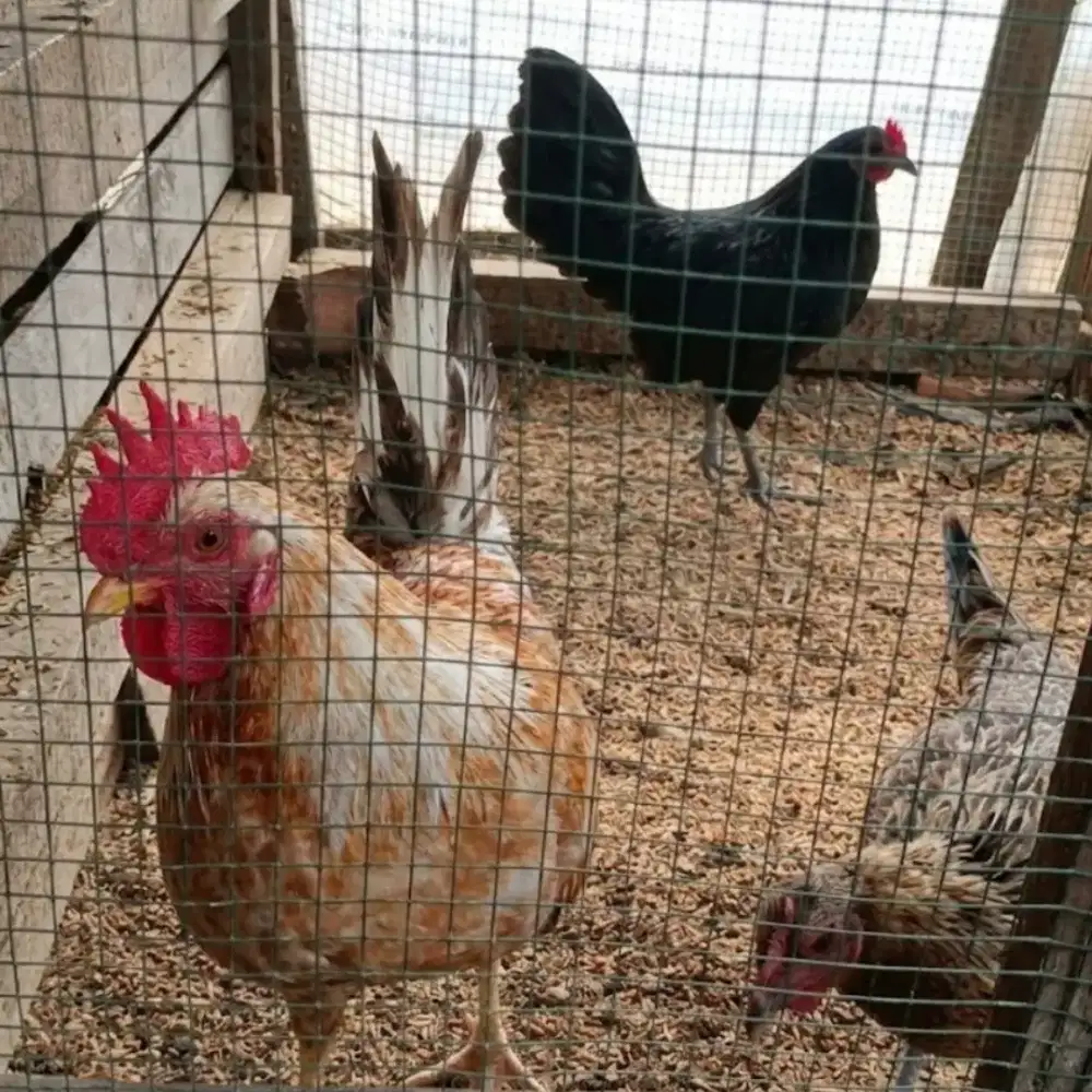 Jual cepat ayam kampung samarinda