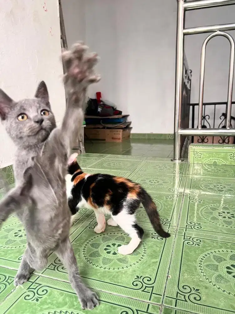 British shorthair