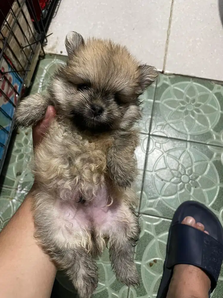 Anjing Minipom mini pom pomeranian pomerian