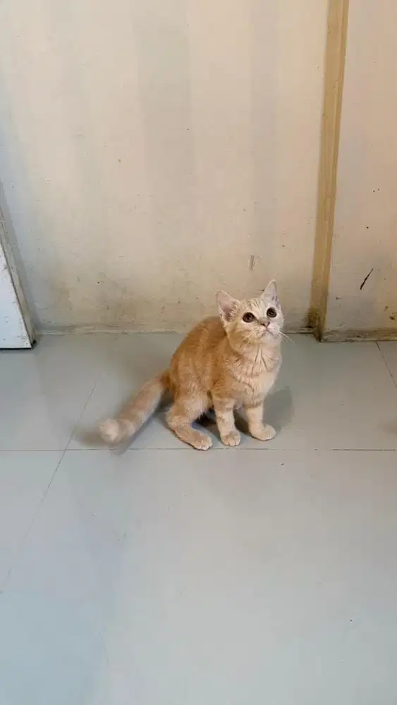 Lepas adopt aja nih kitten BSH female warna cream umur 4bln
