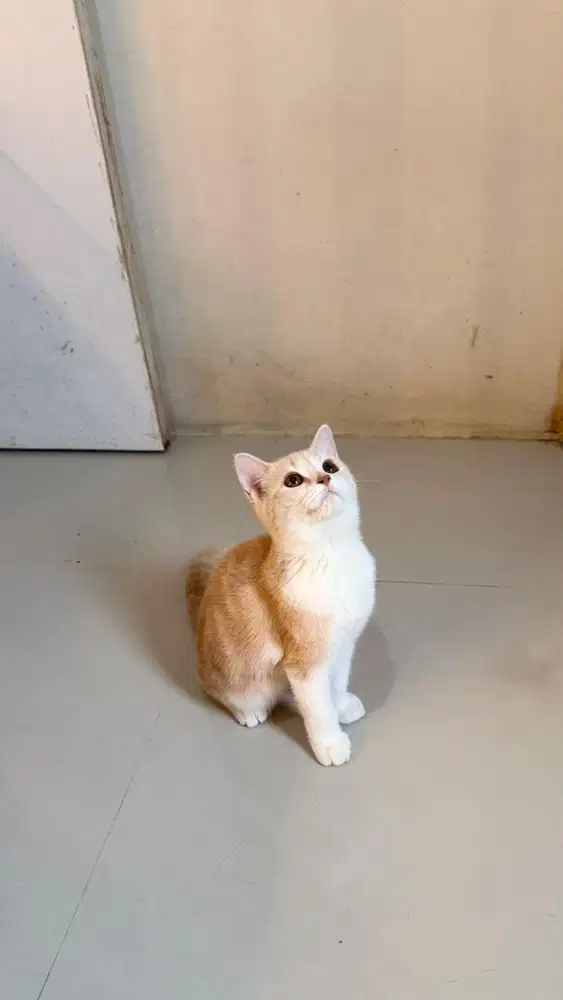 Lepas adopt kitten BSH female warna bico cream umur 4bln