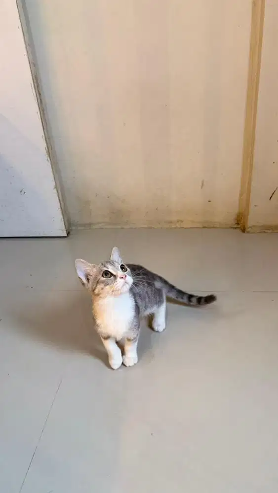 Lepas adopt kitten BSH male umur 4bln warna white tabby