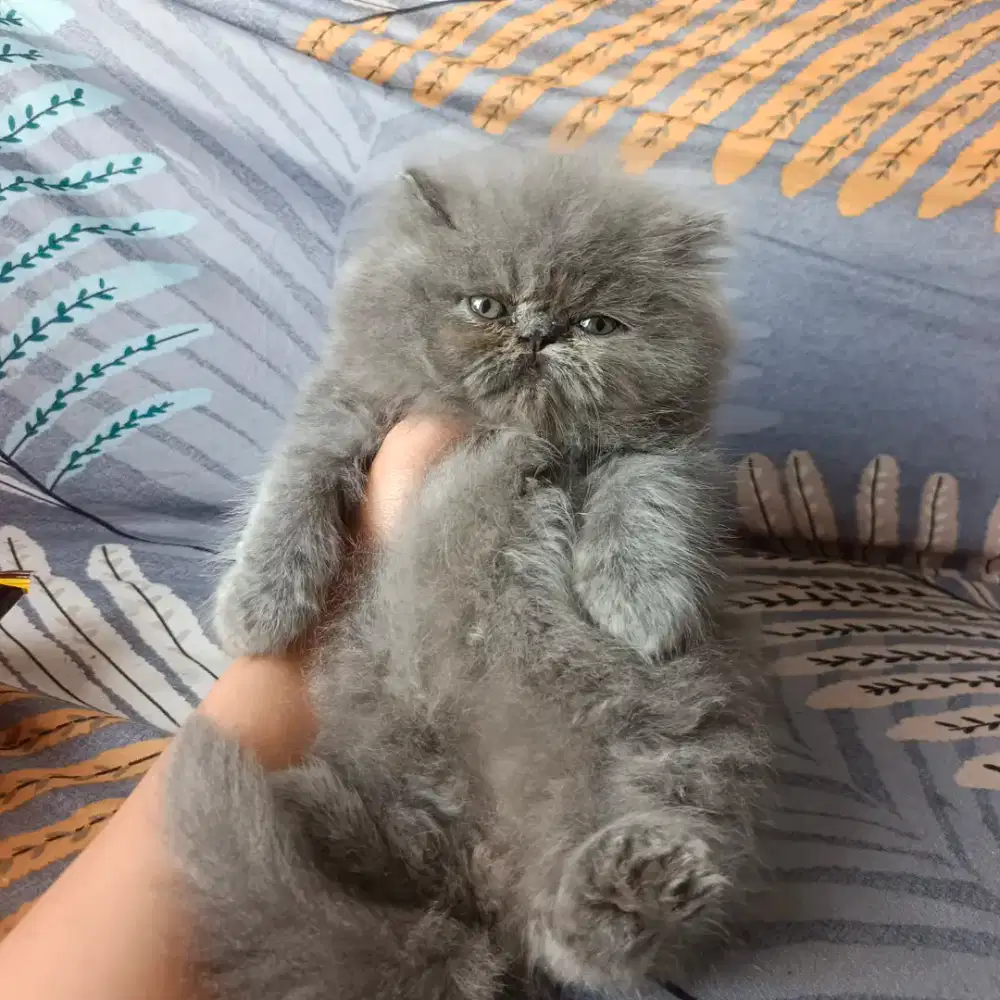KUCING PESEK PEAKNOSE ABU LUCU