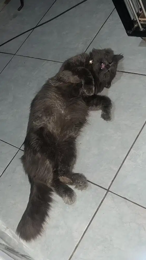 Open adopt ganti pakan aja