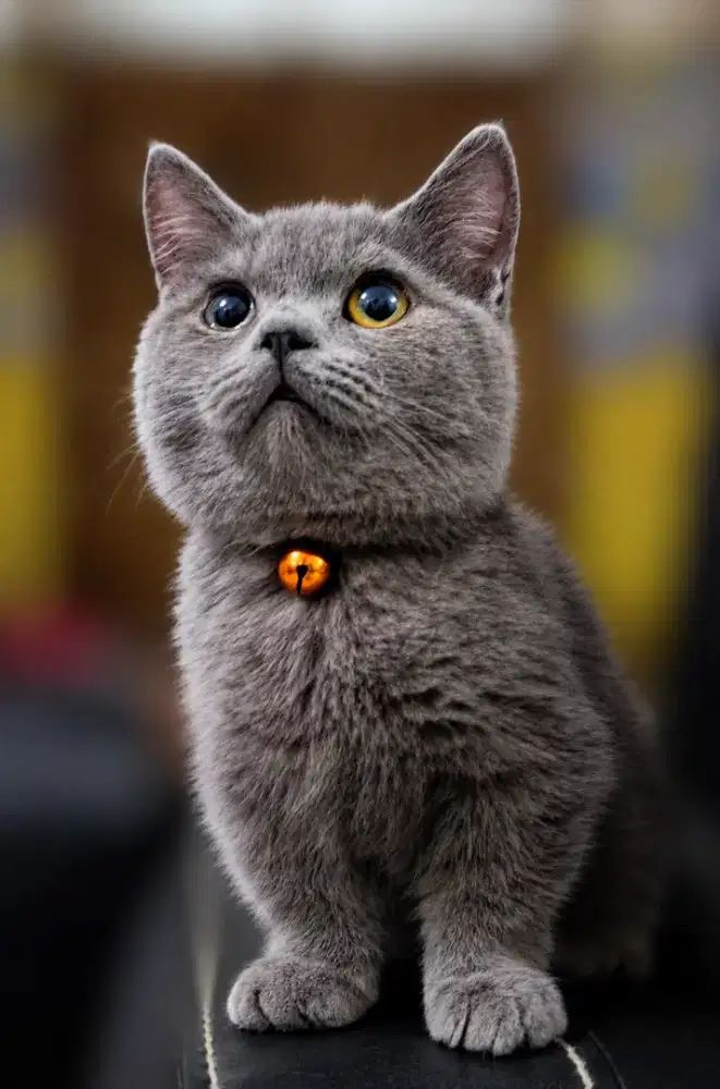 Kitten BSH Munchkin / British Short Hair Cebol